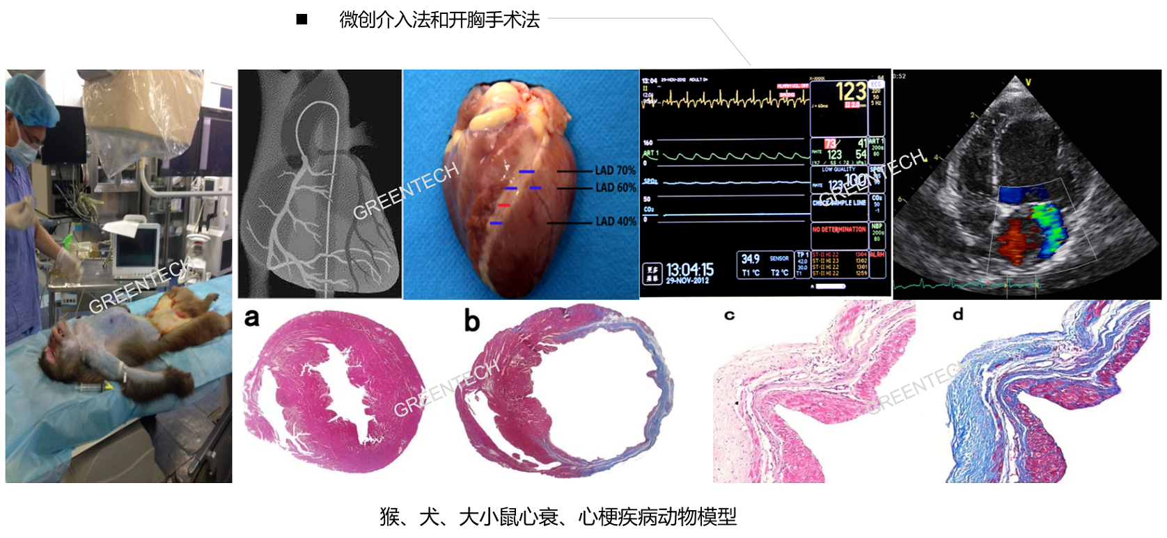 心衰、心梗动物模型