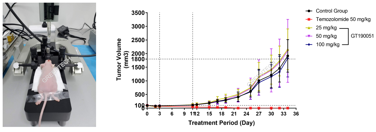 Neuroglioma U87-MG-Luc orthotopic tumor model.png