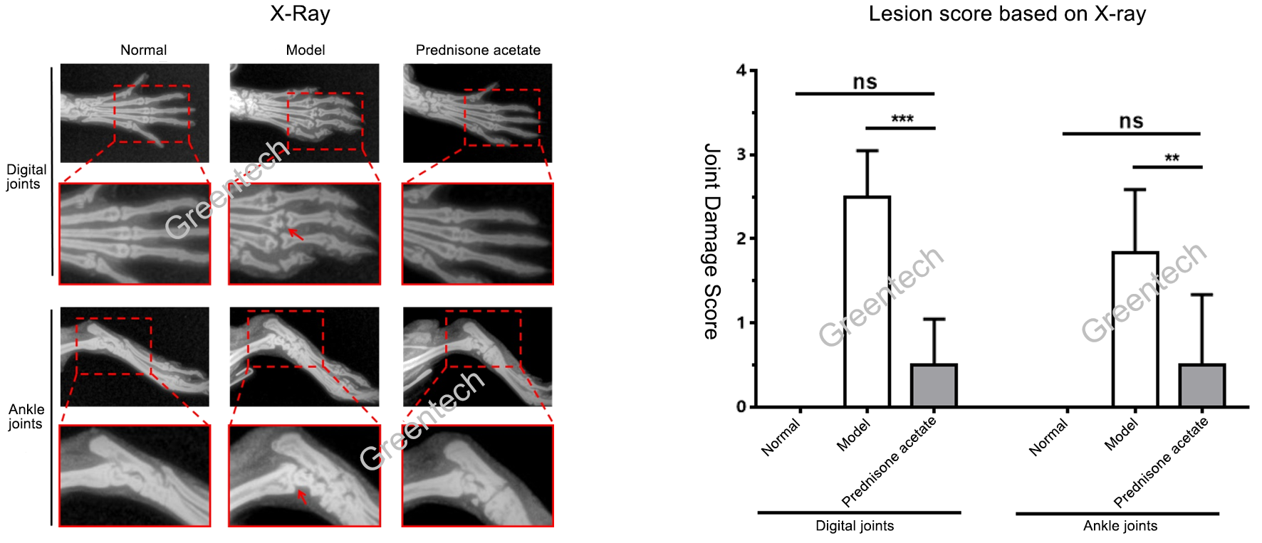 X-ray and lesion scores in CIA model.png