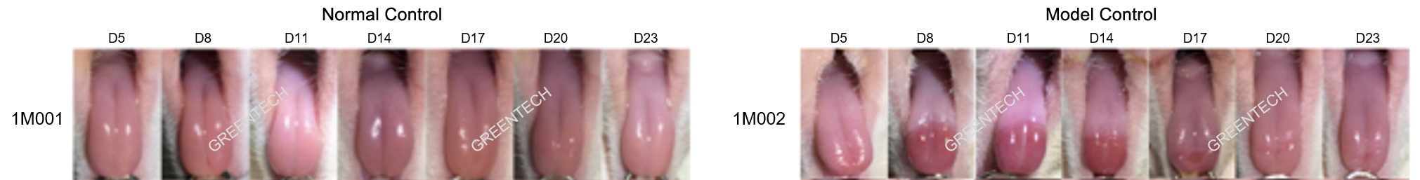 Model of oral mucositis in rats.png