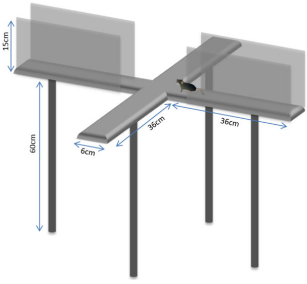 Elevated plus maze test.png