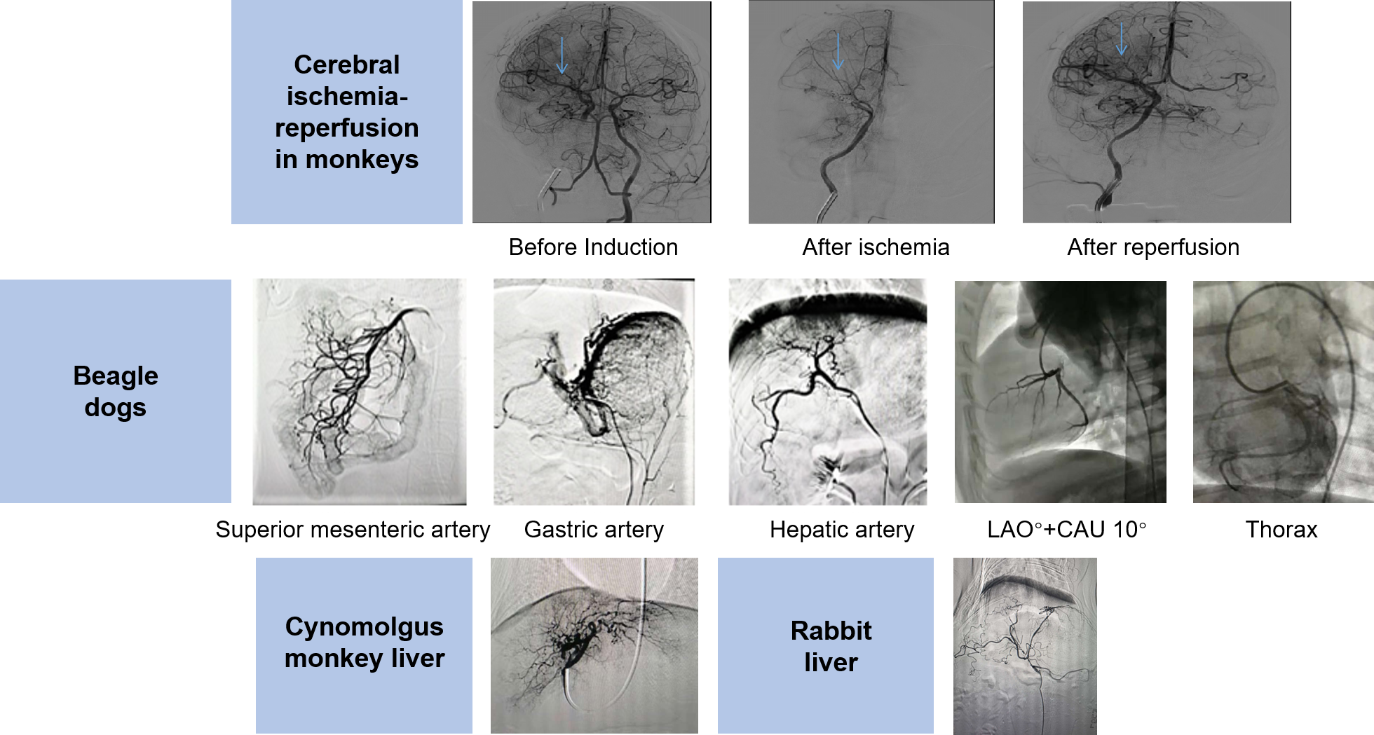 Endovascular surgery at Greentech Bioscience.png