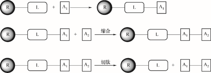 固态合成多肽.jpg